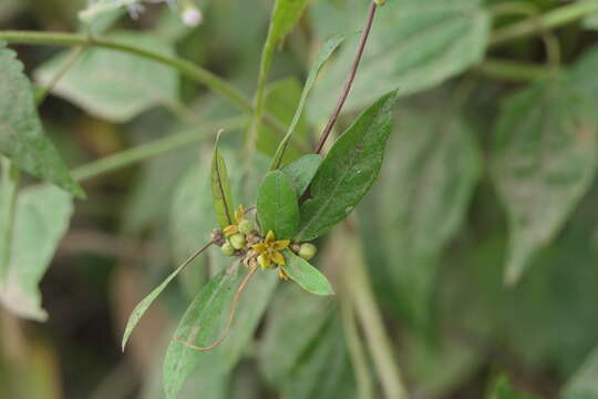 Image de Hemidesmus indicus (L.) R. Br.