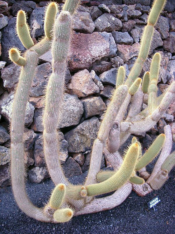 Imagem de Pilosocereus chrysacanthus (F. A. C. Weber) Byles & G. D. Rowley