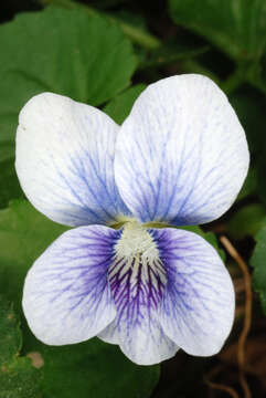 Image of common blue violet