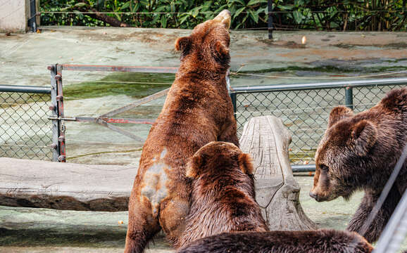 Image of bears