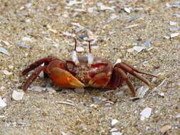 Image of red ghost crab