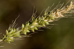 Image of Bristlegrass