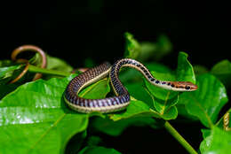 صورة Dendrelaphis subocularis (Boulenger 1888)