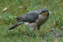 Image of Eurasian Sparrowhawk