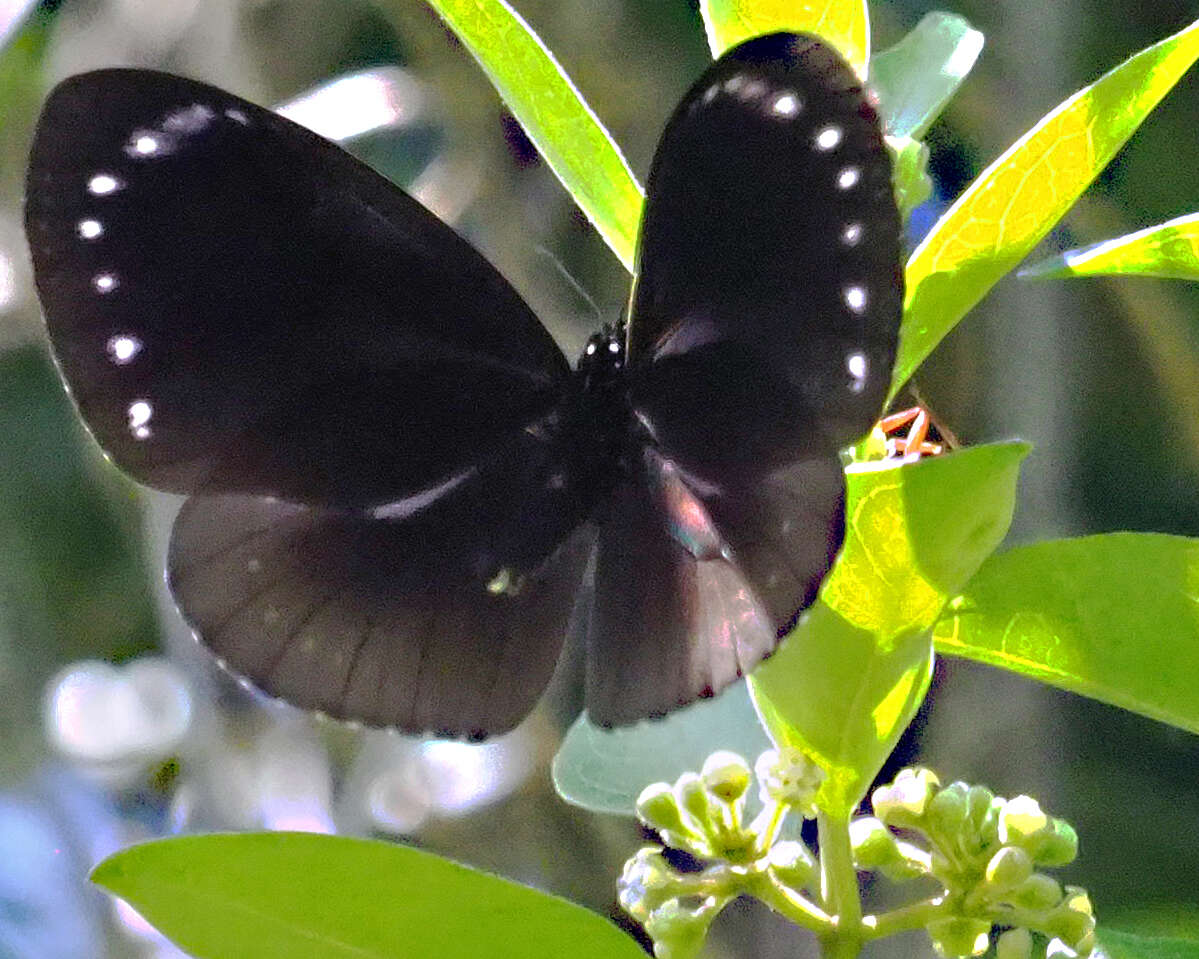 Image of Eastern Brown Crow