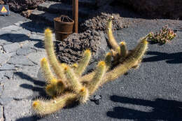 Echinopsis resmi