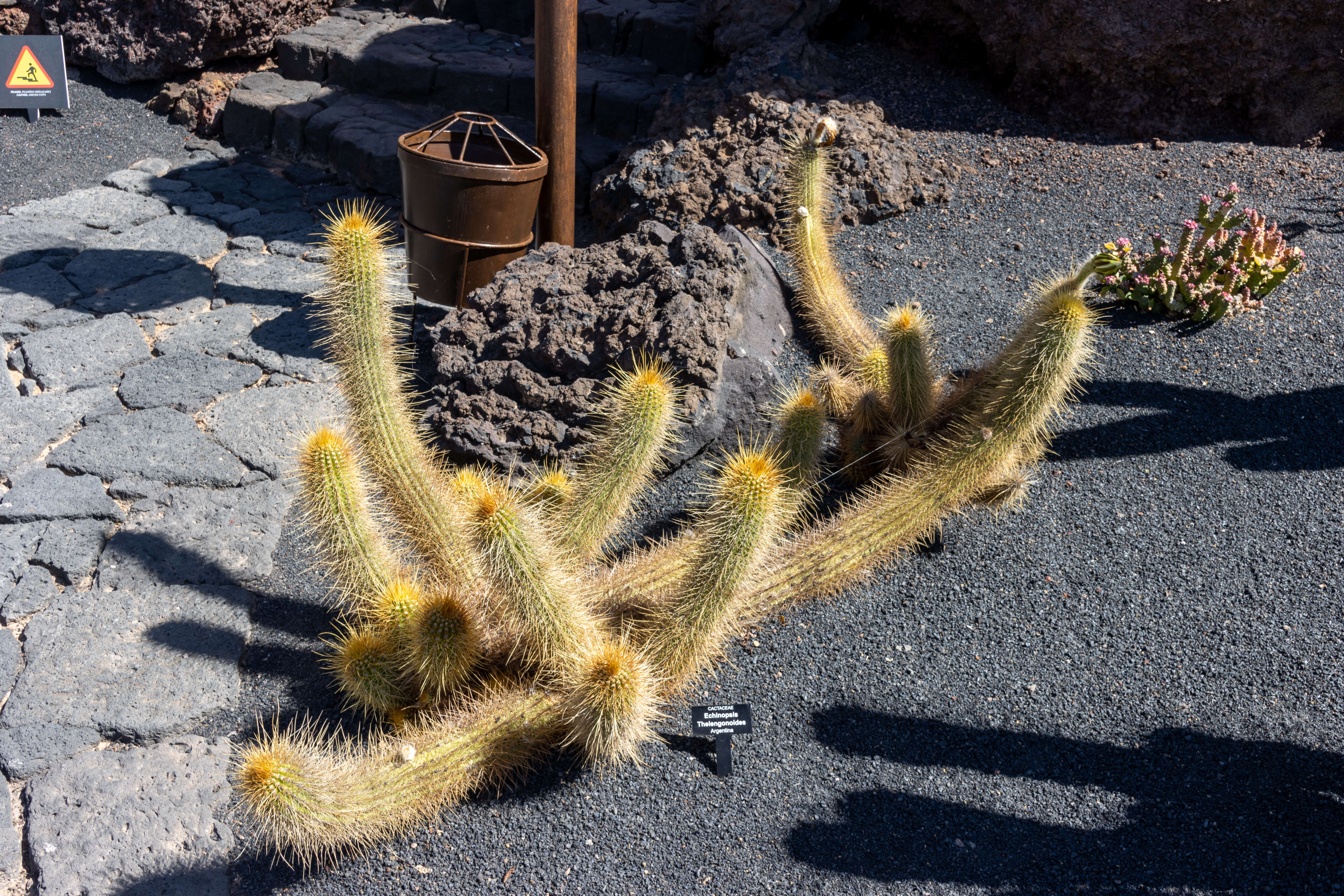 Echinopsis resmi