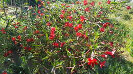 Image of red bush monkeyflower