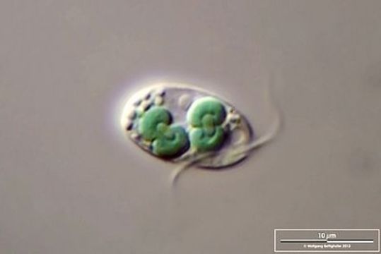 Image of plants