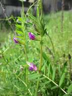 Image of Common Vetch