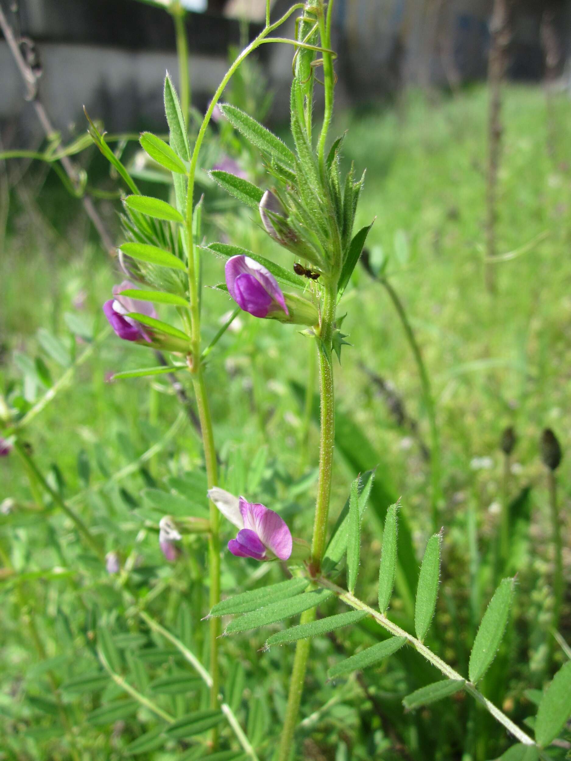 Image of Common Vetch