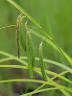 Image of Carex shimidzensis Franch.