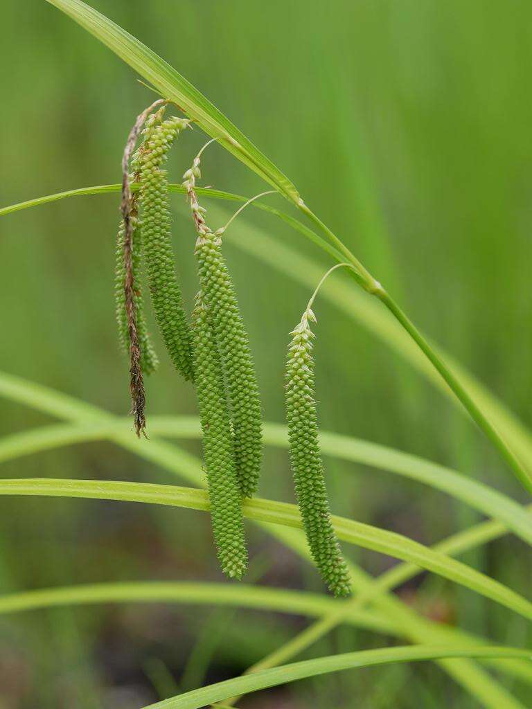 Image de Carex shimidzensis Franch.