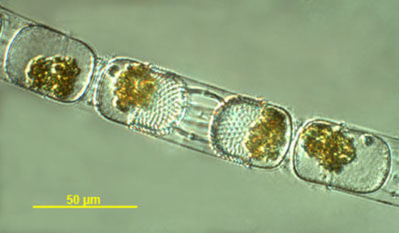 Image of Coscinodiscophycidae