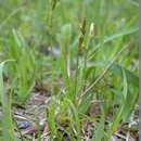 Image of Carex nervata Franch. & Sav.