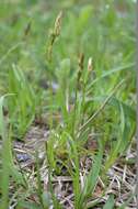 Image of Carex nervata Franch. & Sav.