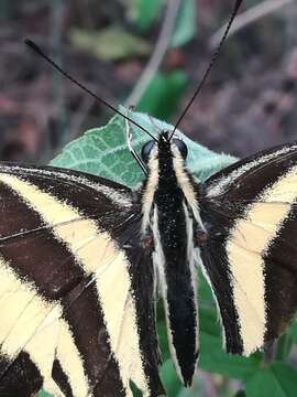 Sivun Papilio pilumnus Boisduval 1836 kuva