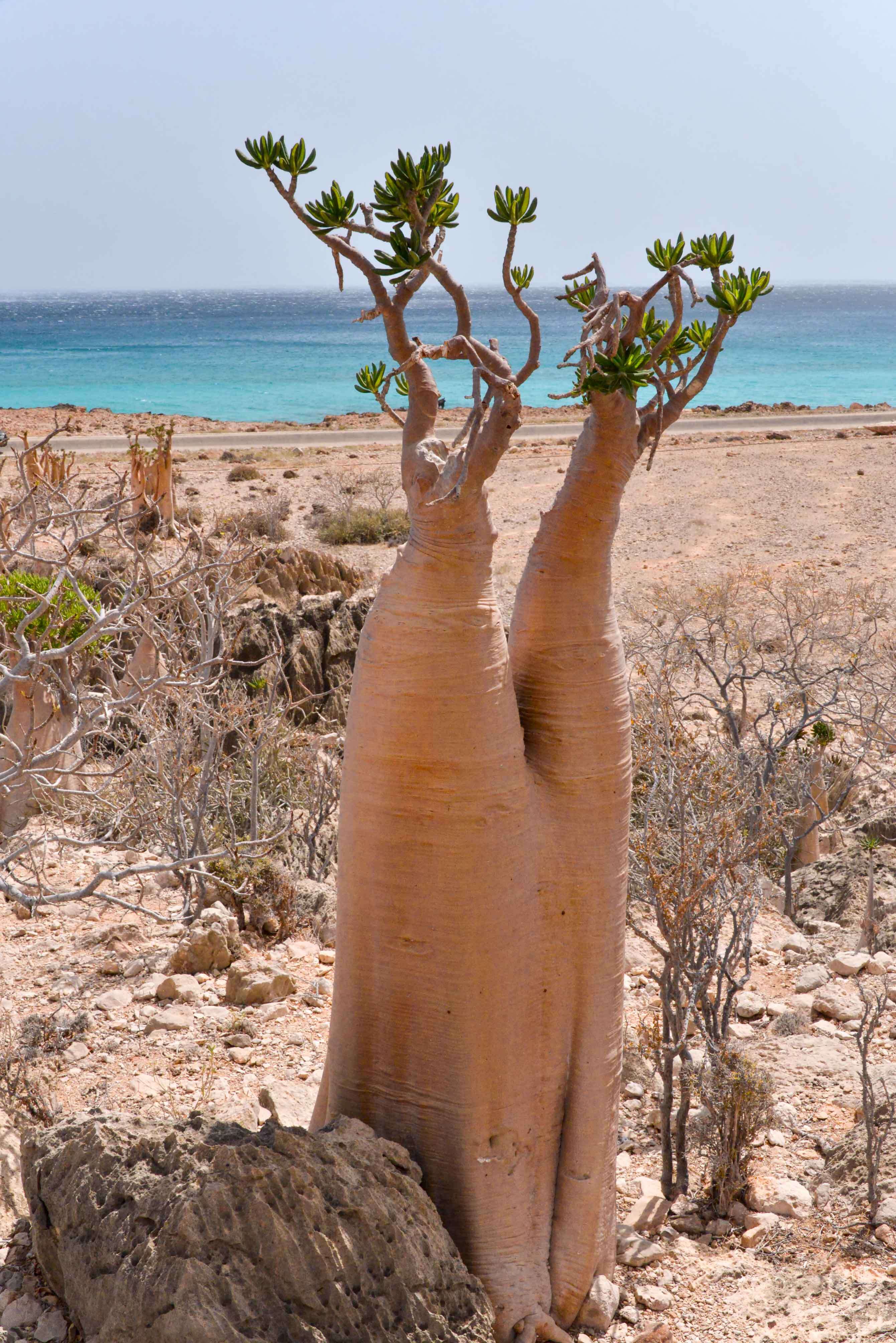 Image of Desert Rose