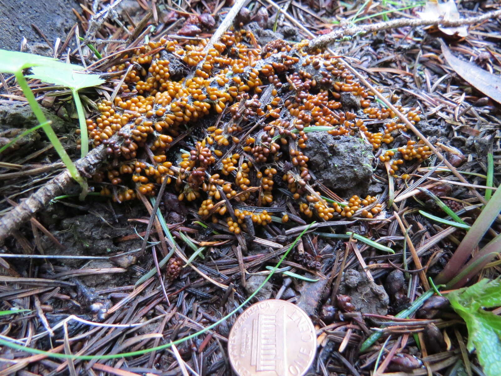 Image of Egg-shell Slime Mould