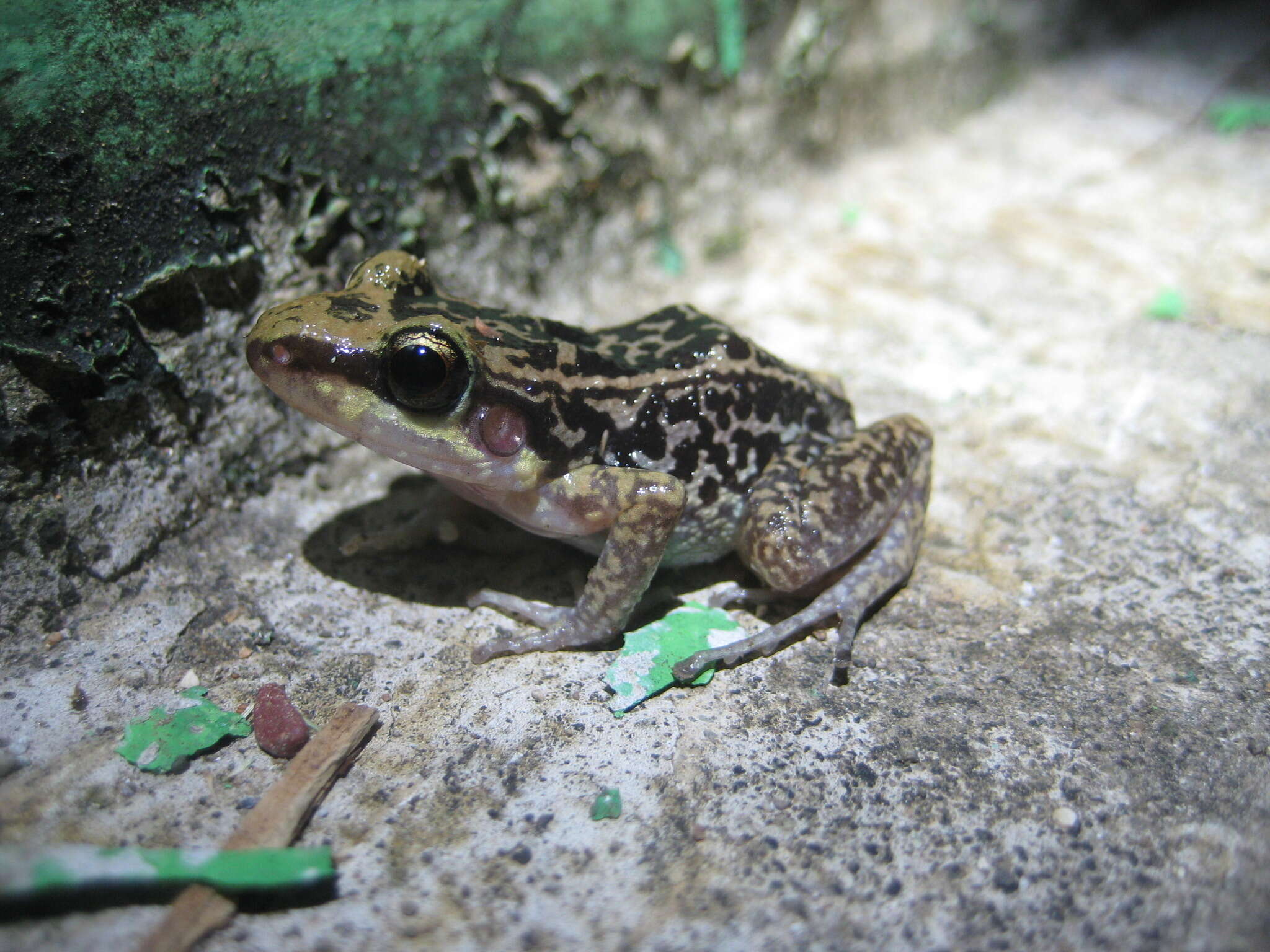 Image of Hispaniolan Yellow-mottled Frog