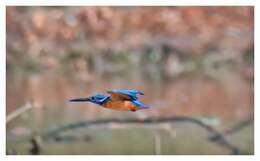 Image of Azure Kingfisher