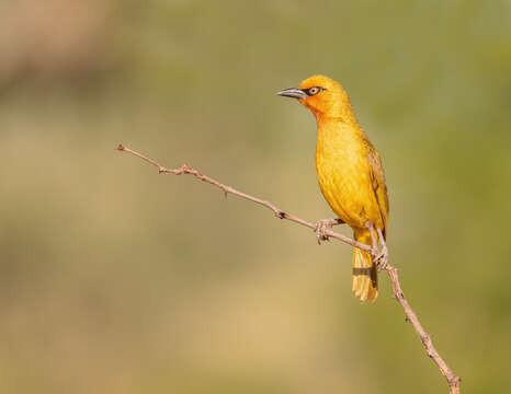 Image of Spectacled Weaver