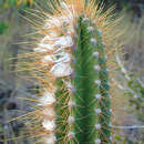 Pilosocereus curtisii (Otto) A. R. Franck的圖片