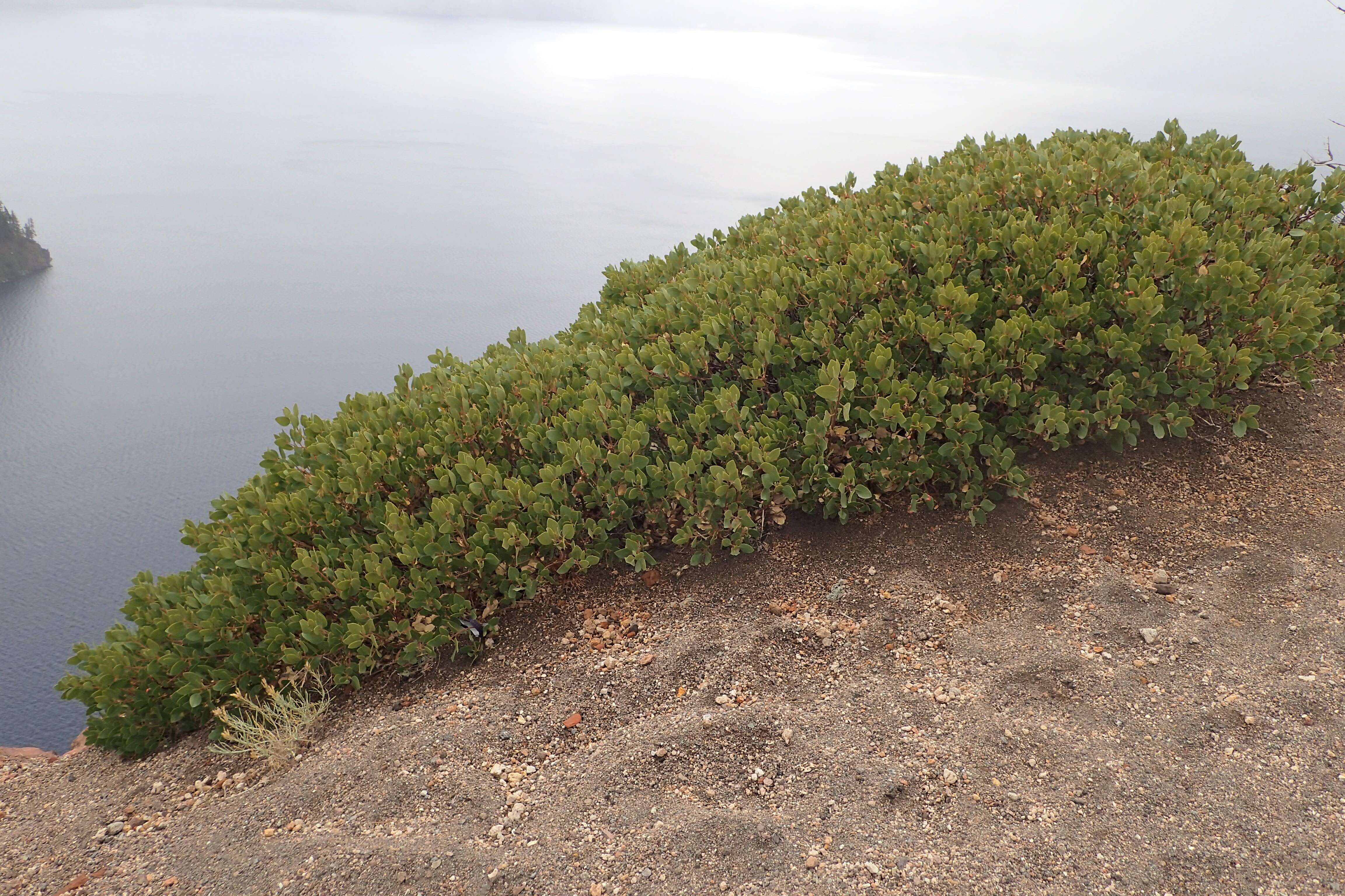 Image of greenleaf manzanita