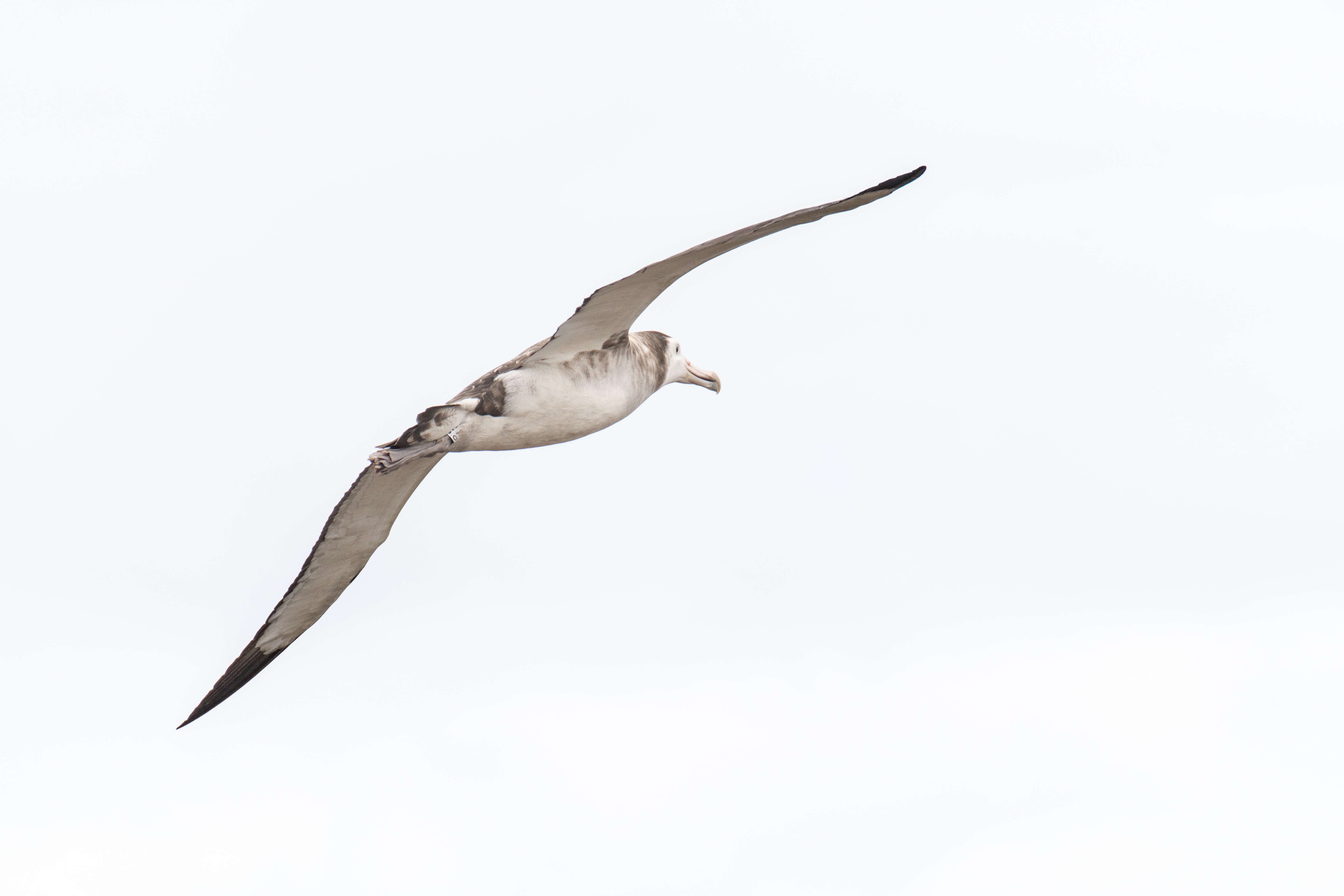 Image of Amsterdam Albatross