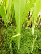 Image of climbing birdsnest fern