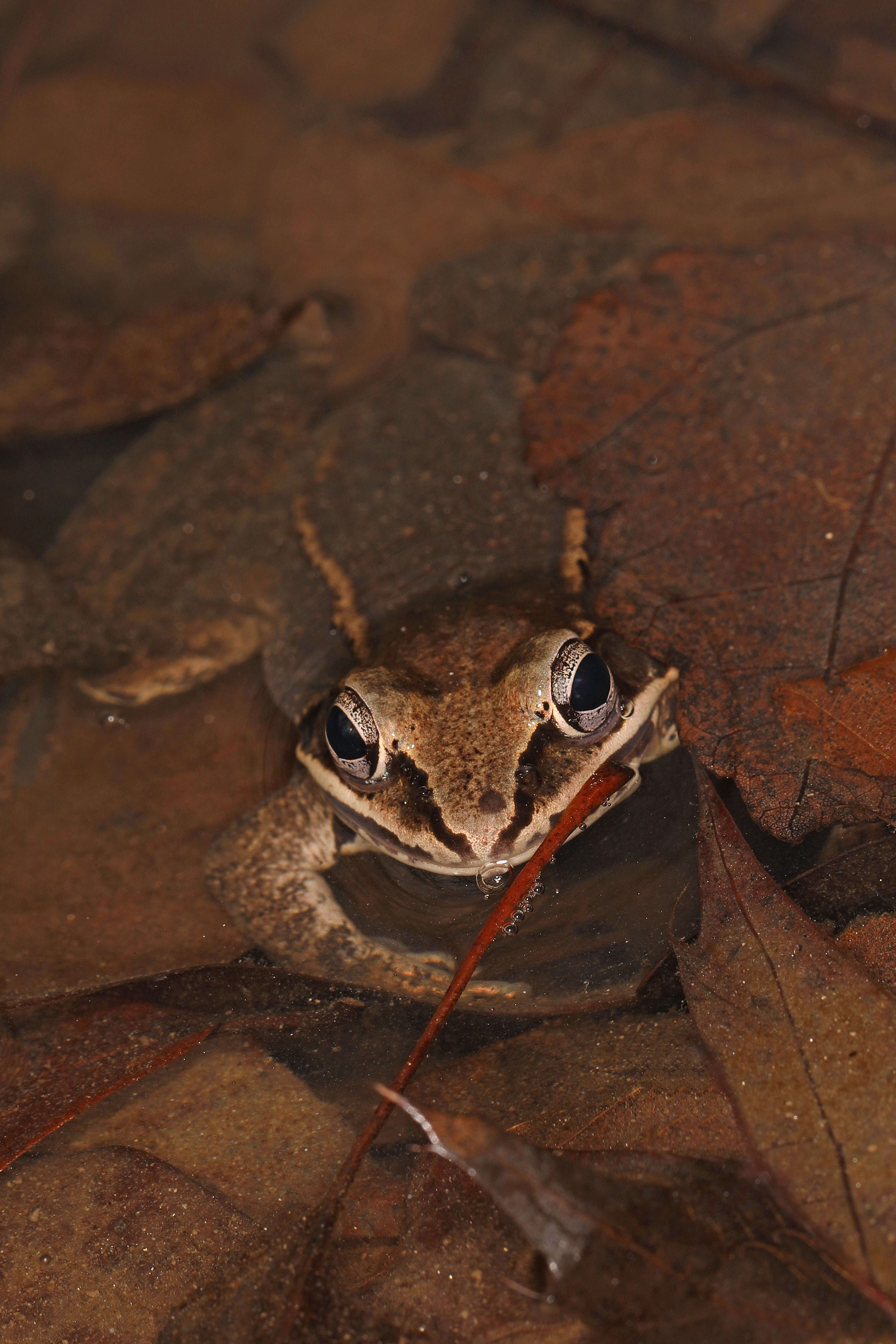 Image of Wood Frog