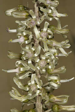 Image of Satin squill