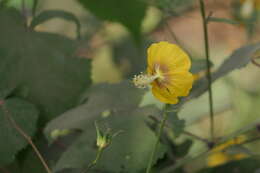 Image of Abutilon persicum (Burm. fil.) Merr.