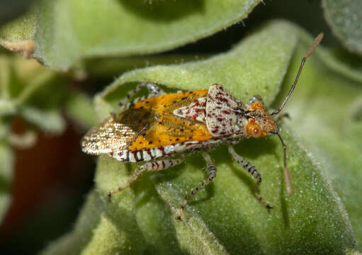 Image of Scentless plant bug