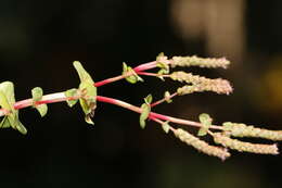 Image of rotala