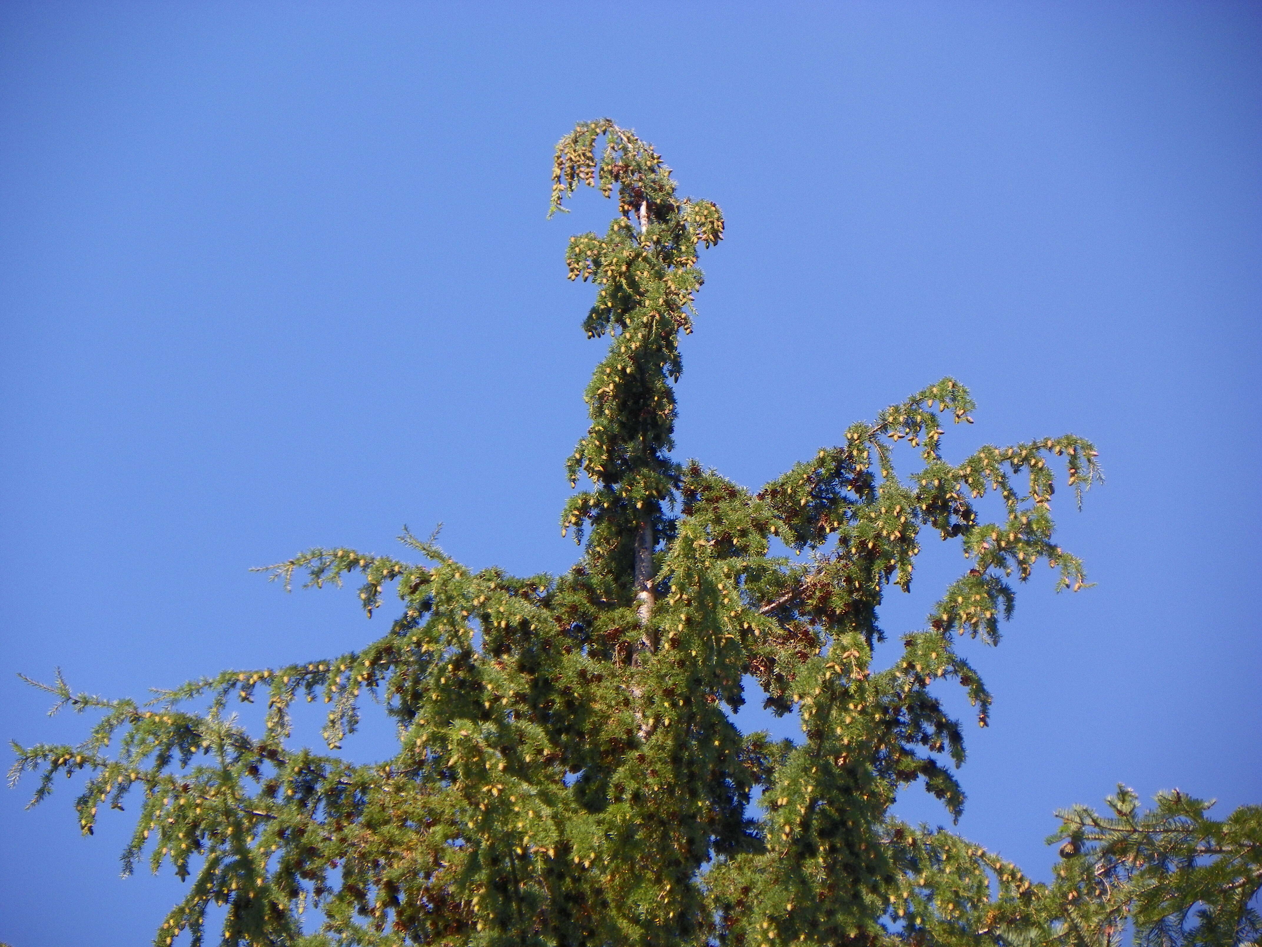 Image of western hemlock