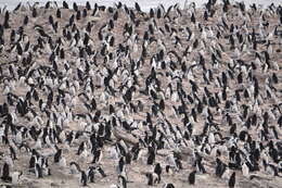 Image of Chinstrap Penguin