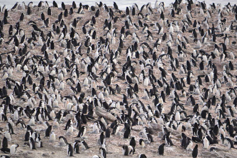 Image of Chinstrap Penguin