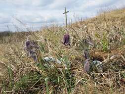 Image of Small Pasque Flower