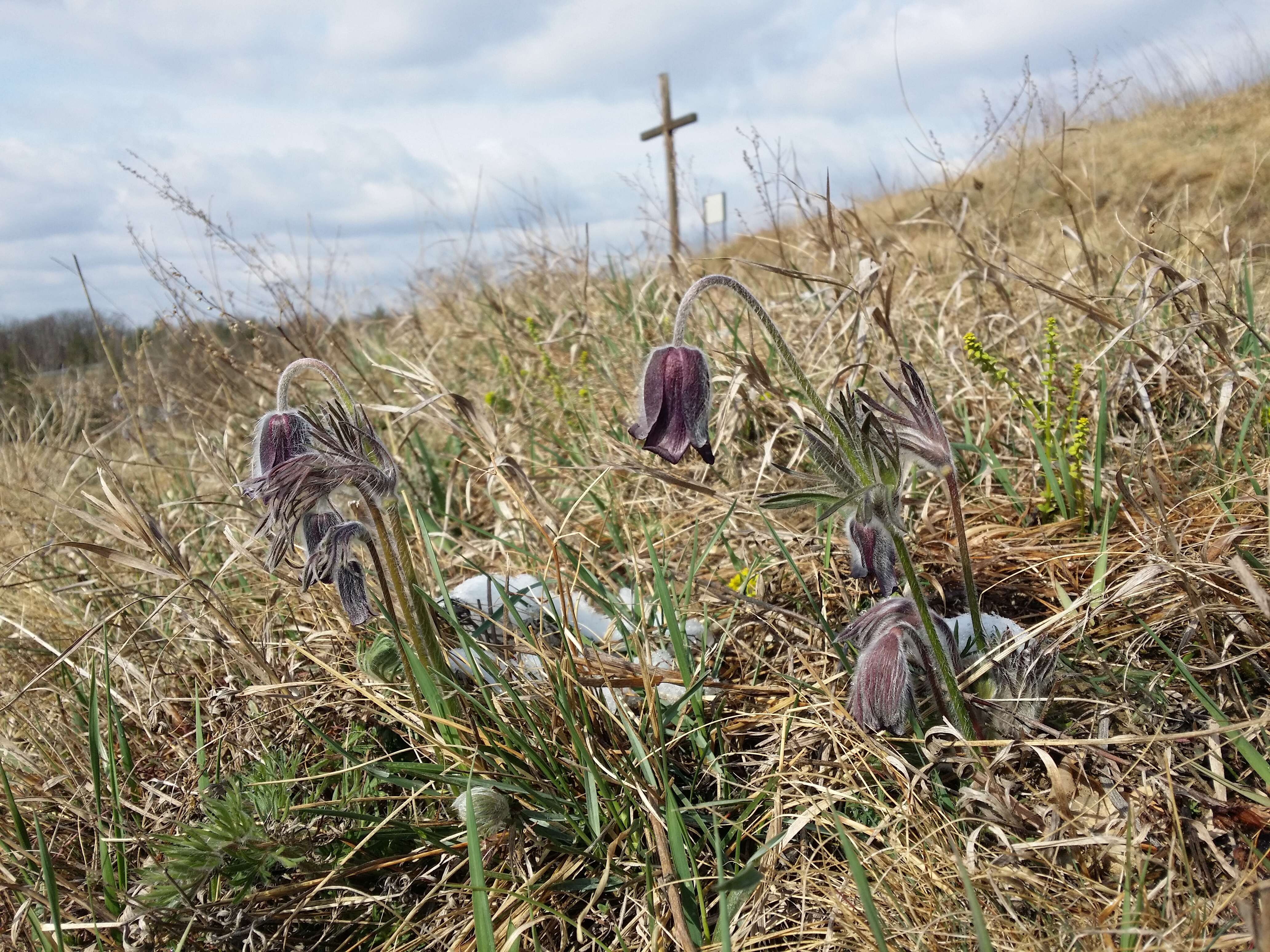 Image of Small Pasque Flower