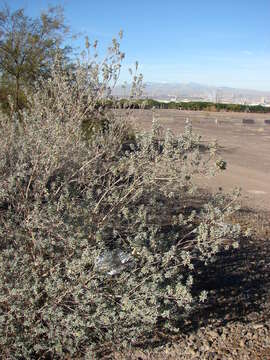 Image of Texas barometer bush