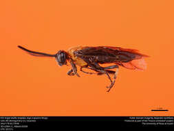 Image of Arge scapularis