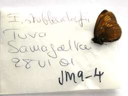 Erebia maurisius Esper 1800 resmi