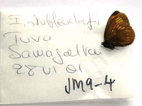 Image of Erebia maurisius Esper 1800