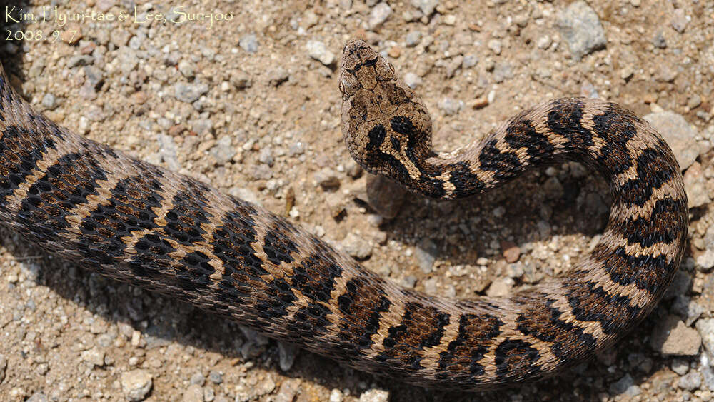 Gloydius intermedius (Strauch 1868) resmi