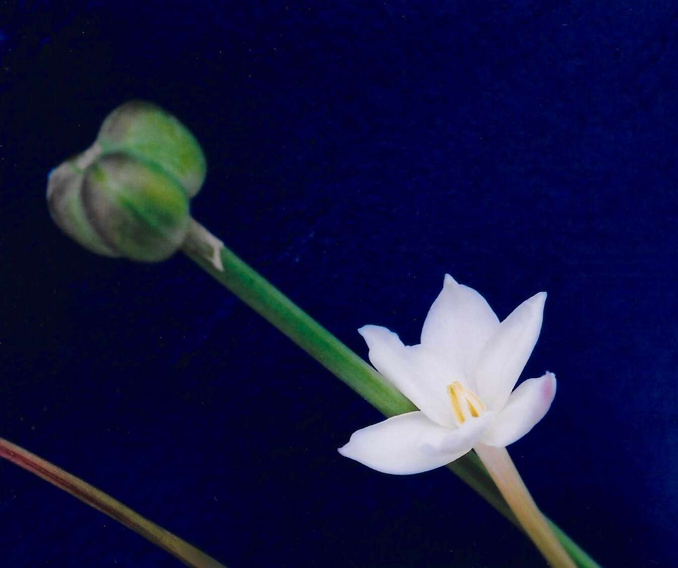 Image of Evening Rain-Lily