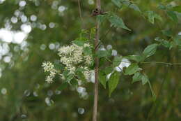 Image of Clematis javana DC.