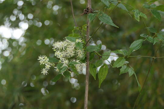 Image of Clematis javana DC.