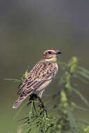 Image of Whinchat