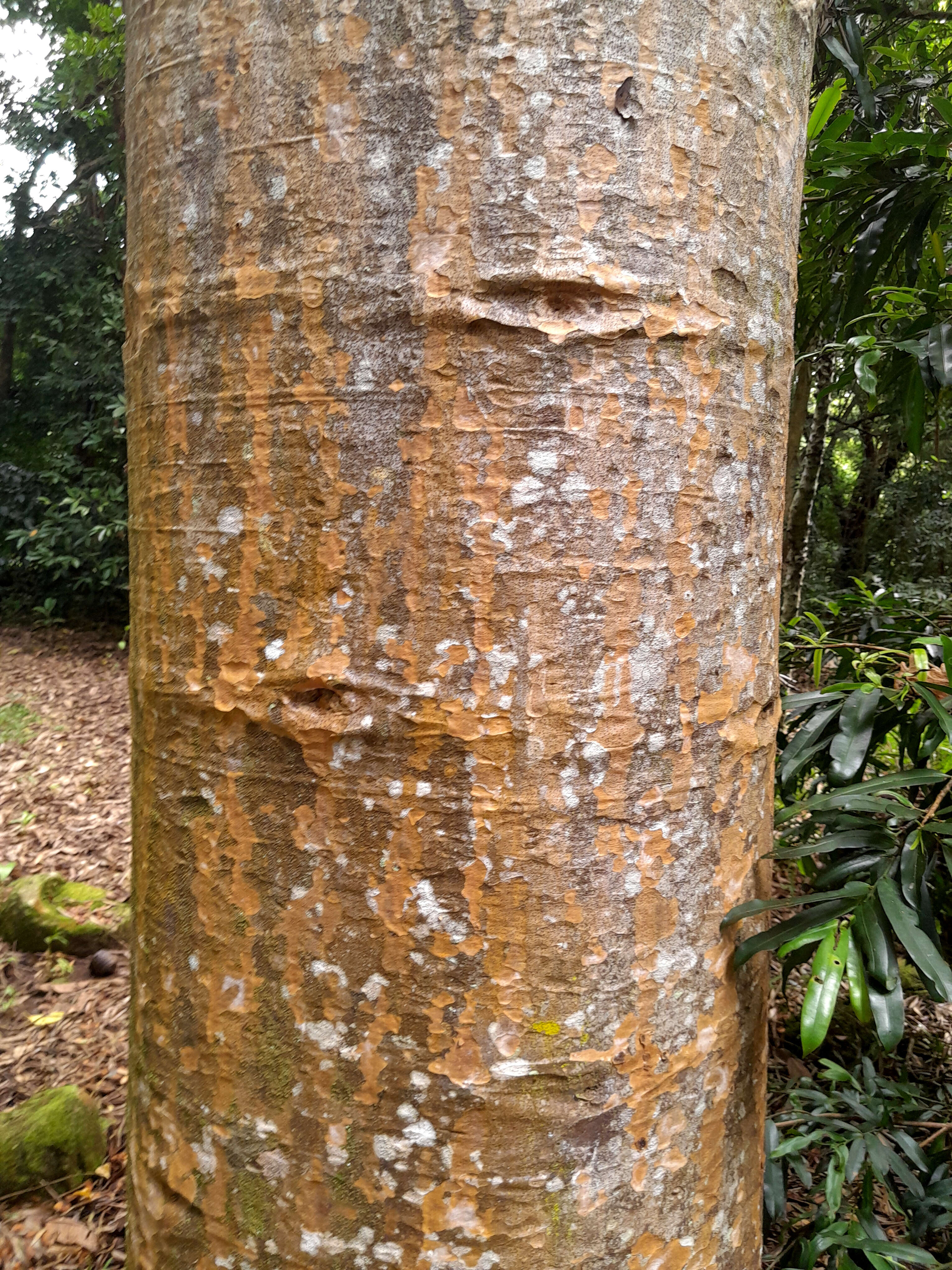 Image of Queensland Kauri Pine